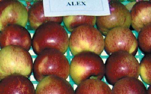 alex