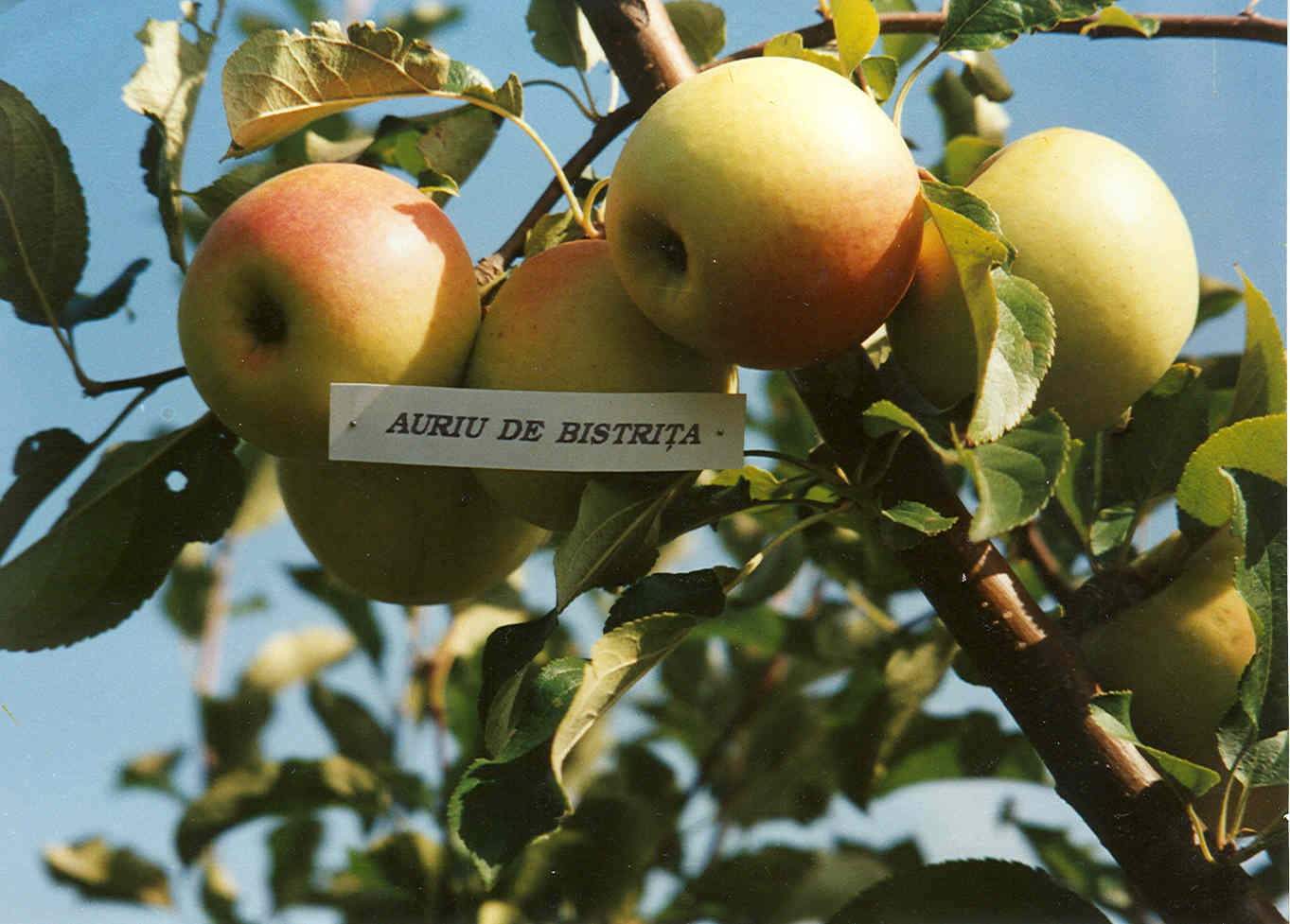 auriu-de-bistrita