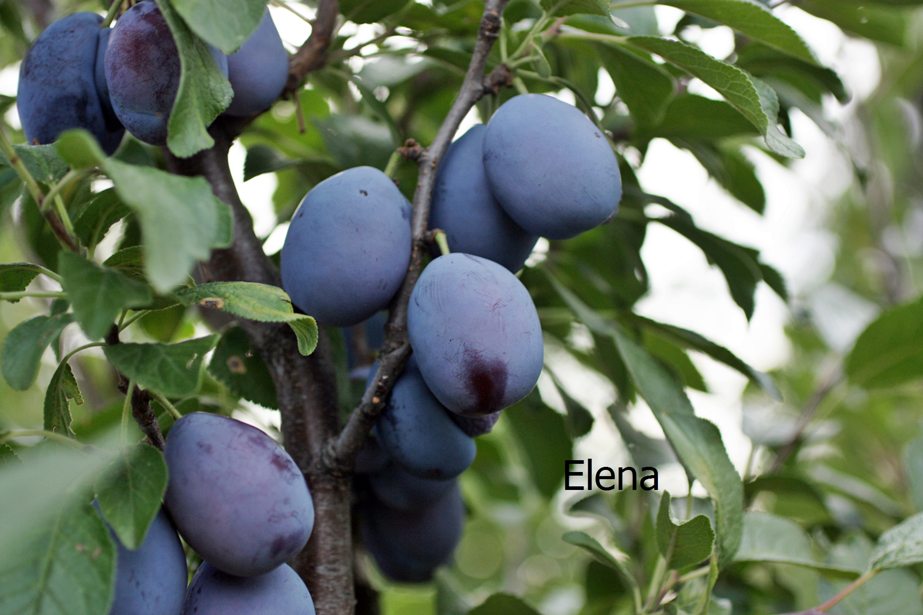elena