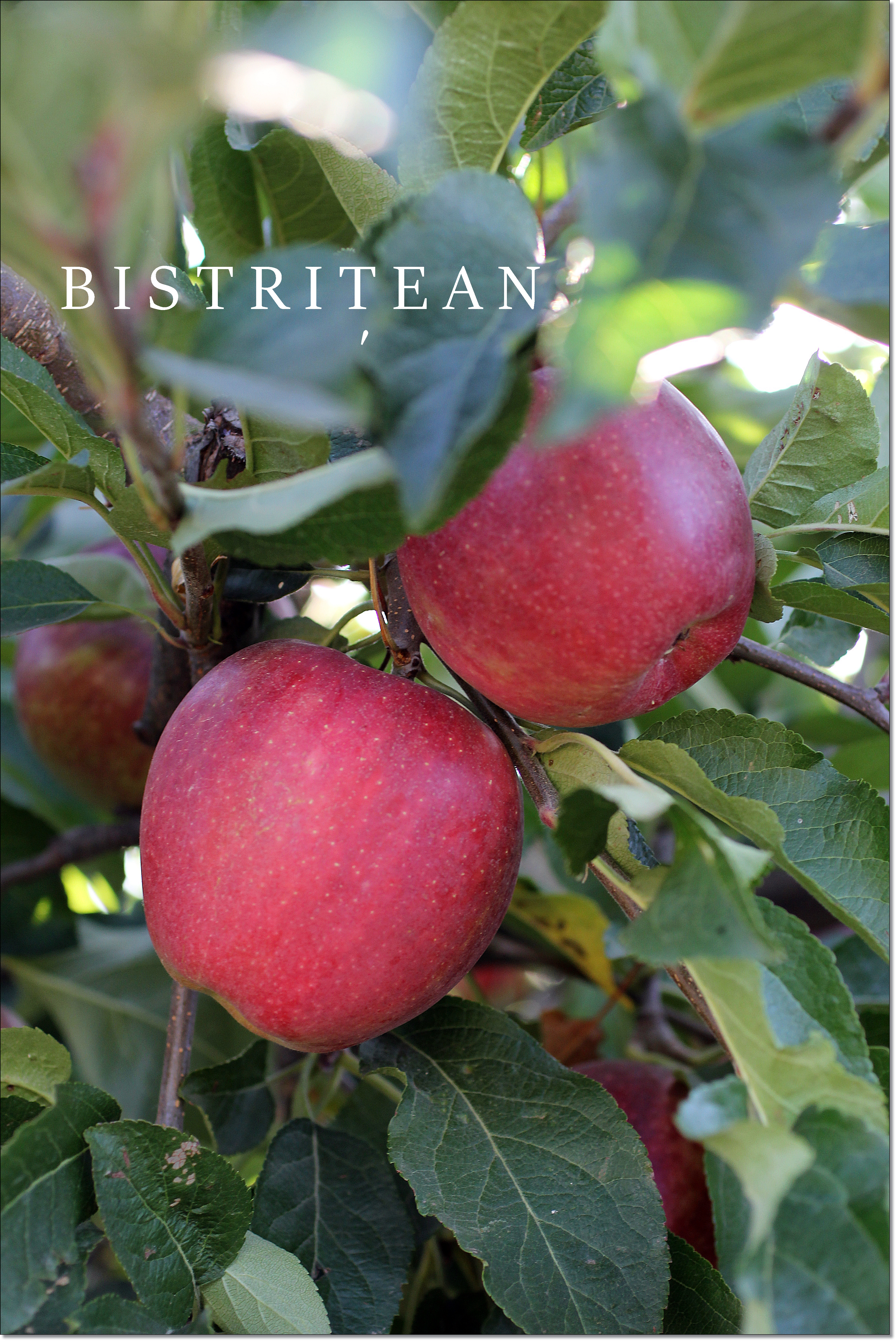 Bistrițean