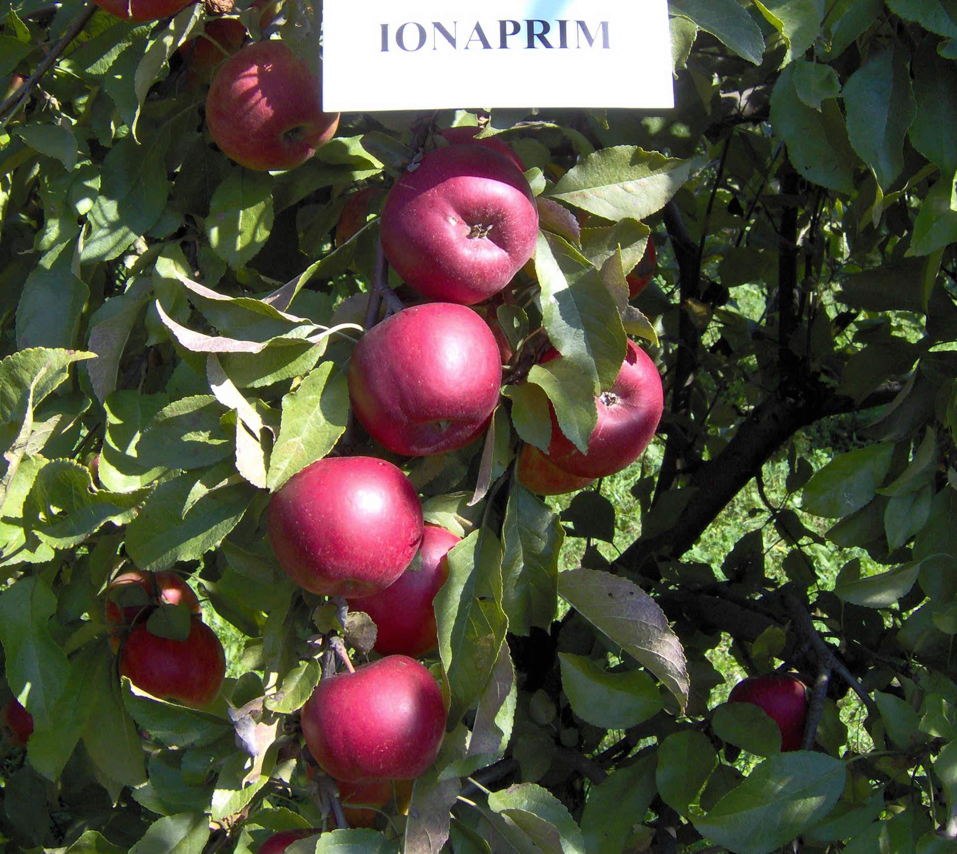 ionaprim