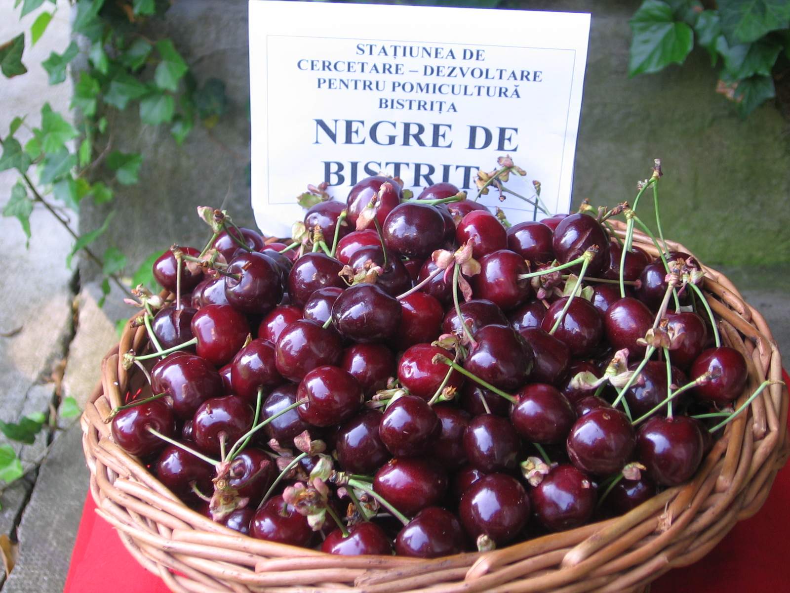 negre de bistrita