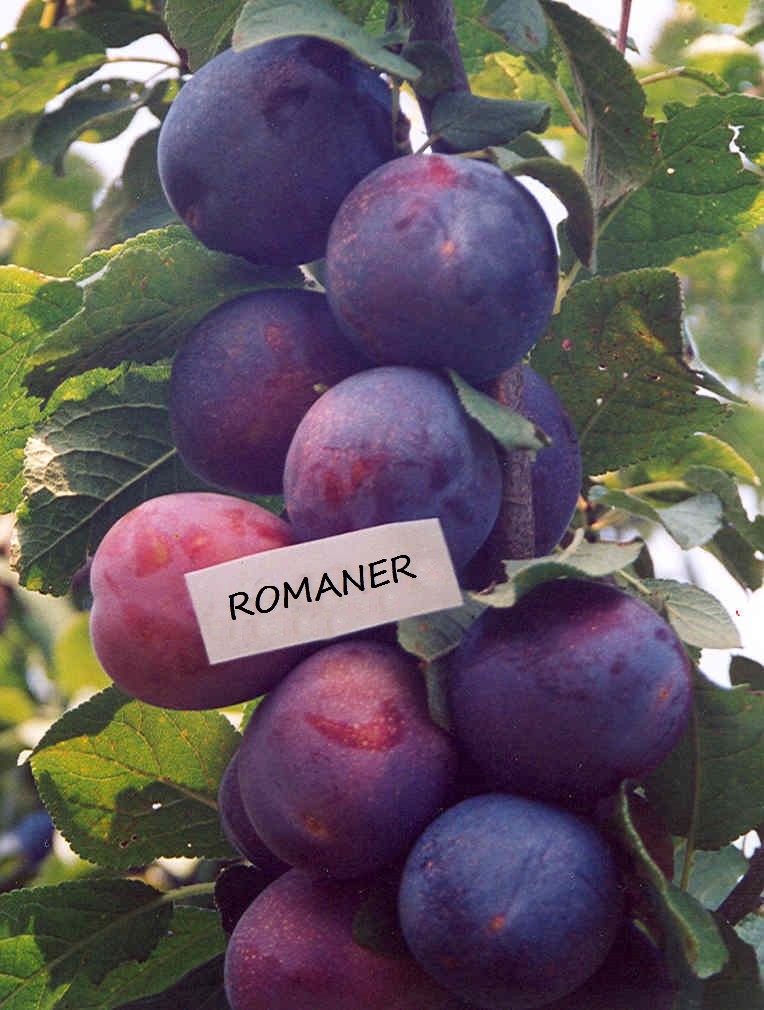 romaner