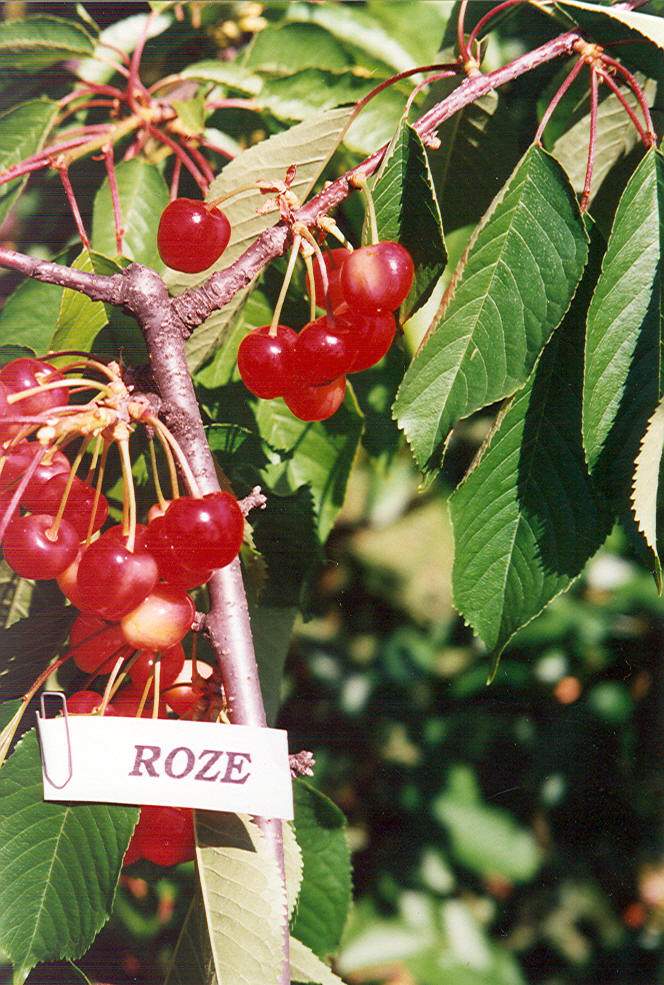 roze