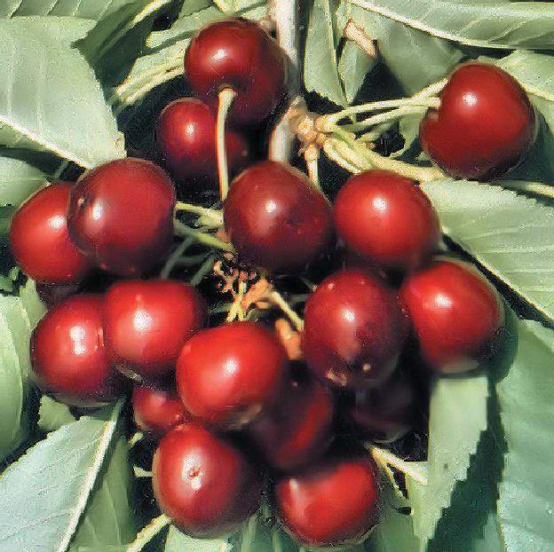somesan