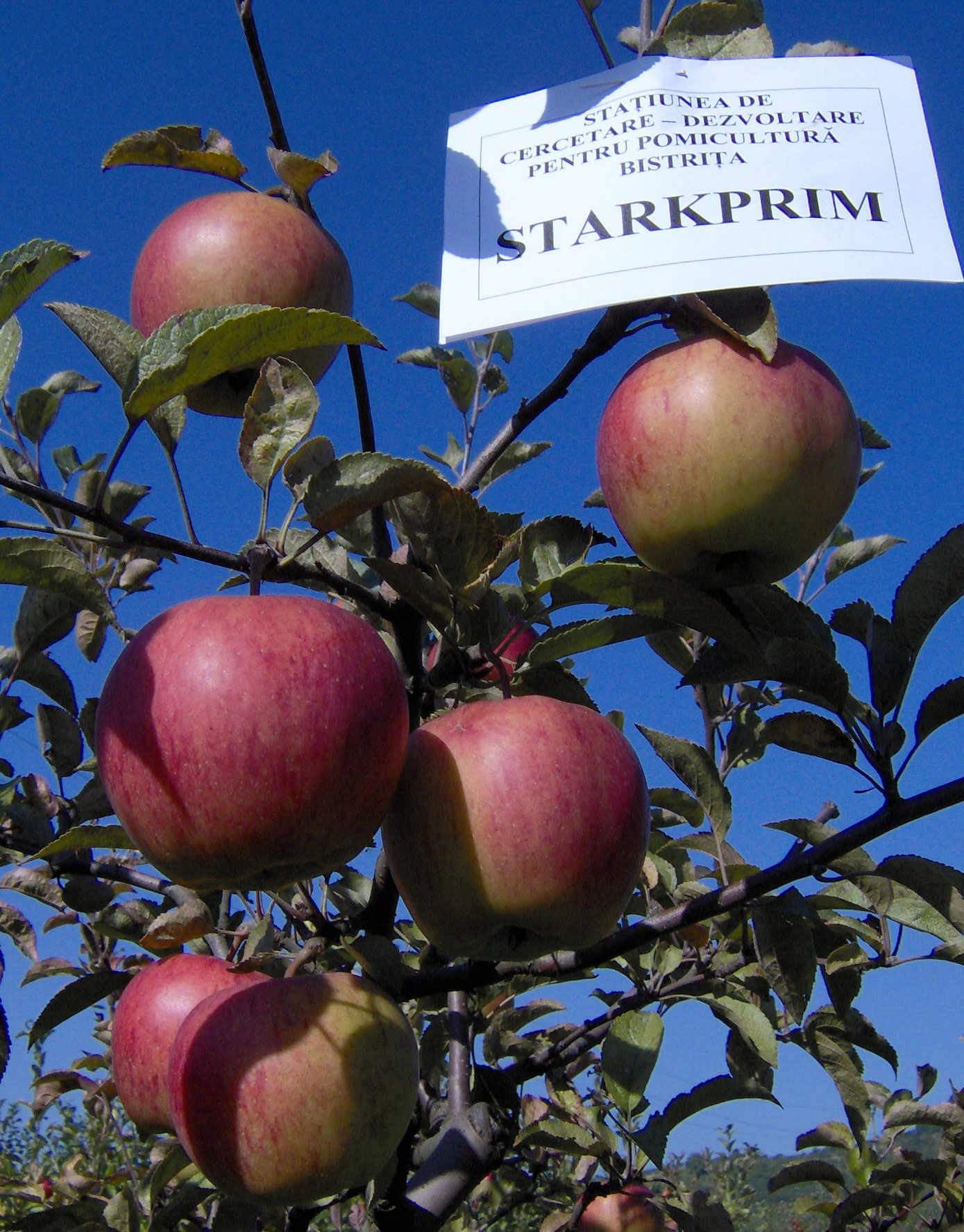 starkprim