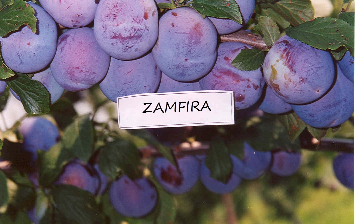 zamfira